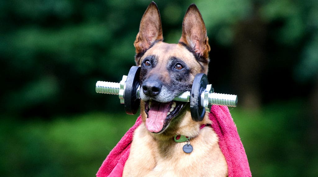 Healthy Habits & Exercises for Your Pets blog08 free img