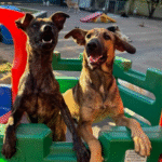 Captura De Tela 2025 11 12 230240 150x150