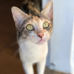 Captura De Tela 2025 11 12 230317 150x150