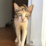 Captura De Tela 2025 11 12 230334 150x150