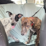 Captura De Tela 2025 11 12 230352 150x150