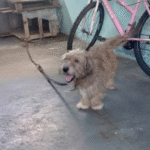 Captura De Tela 2025 11 12 230408 150x150