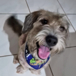 Captura De Tela 2025 11 12 230428 150x150