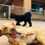 Captura De Tela 2025 11 12 230446 150x150