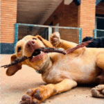 Captura De Tela 2025 11 12 230510 150x150