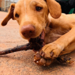 Captura De Tela 2025 11 12 230527 150x150