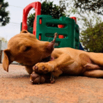 Captura De Tela 2025 11 12 230715 150x150