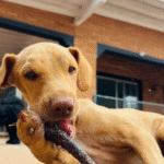 Captura De Tela 2025 11 12 230735 150x150