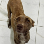 Captura De Tela 2025 11 12 230751 150x150