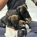 Captura De Tela 2025 11 12 230806 150x150