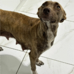 Captura De Tela 2025 11 12 230824 150x150