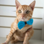 Captura De Tela 2025 11 12 230848 150x150