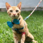 Captura De Tela 2025 11 12 230904 150x150