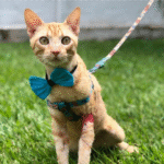 Captura De Tela 2025 11 12 230920 150x150