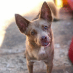 Captura De Tela 2025 11 12 230943 150x150