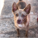 Captura De Tela 2025 11 12 231003 150x150