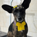 Captura De Tela 2025 11 12 231022 150x150