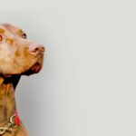 blogpage banner 1024x427.jpg